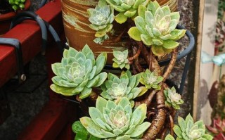 多肉植物类花卉有哪些？