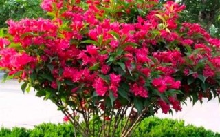 盆栽锦带花适宜生长温度是多少？