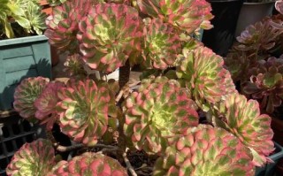 法师系列多肉植物名称有哪些？