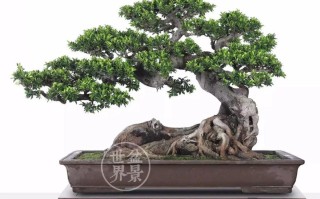 榕树盆栽有哪些常见品种？