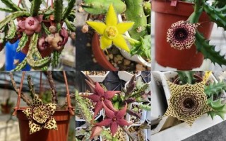 多肉开花为何会发臭？