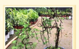 盆栽水杉种子盆子该怎么选？