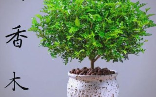 哪种室内盆栽驱蚊效果最好？