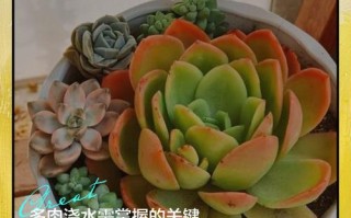 南方10月多肉几天浇一次水？