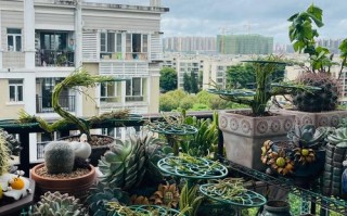 大型多肉阳台盆景如何养护？