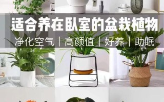 室内小盆栽如何养活不枯萎？