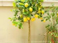 柠檬树盆栽温度多少合适？