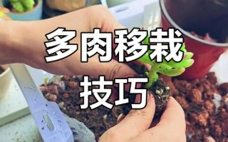 多肉根茎多长可移栽？