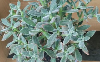 锦晃星能水培枝条吗？