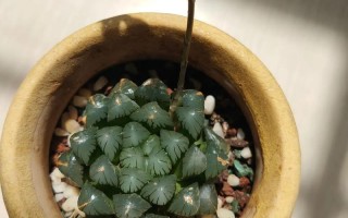 多肉冰灯玉露怎么繁殖