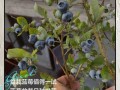 秋盆栽蓝莓怎么管理？