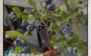 秋盆栽蓝莓怎么管理？