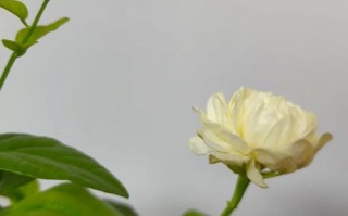 双色茉莉盆栽养护要掌握哪些要点？