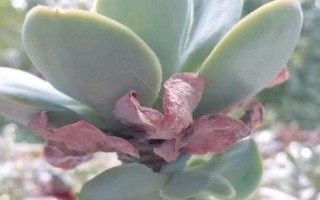 夏天多肉掉叶是正常消耗吗？