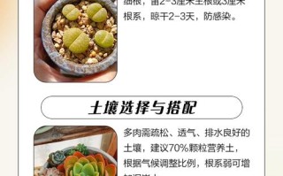 种多肉朝向哪个方向好