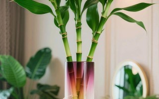 水培富贵竹如何转为土培？