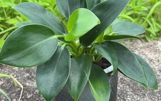 大叶盆栽选哪些？好养又耐看的有哪些？