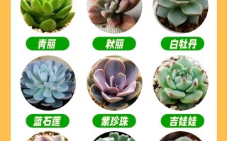 多肉名称有哪些？看图识肉全在这！