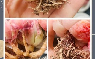 多肉植物烂根怎么补救