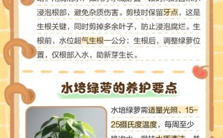 水培植物养壮后如何正确分盆？