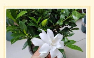 水培栀子花怎么养才最好？