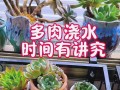 春季多肉施肥，何时最合适？