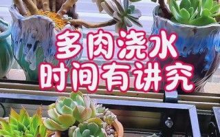 春季多肉施肥，何时最合适？