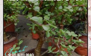 盆栽金枝玉叶分枝怎么弄？