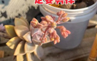 多肉开花剪掉后如何繁殖？