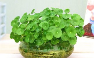 玻璃瓶金钱草水培方法