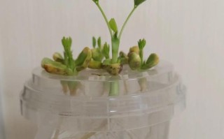水培花生第一天有变化吗？