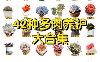 多肉植物怎么养才不死？培育关键在哪？