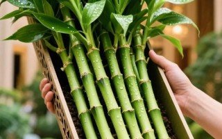 水培观音竹斜口怎么切才正确？