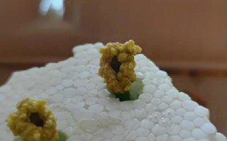 水培如何用多菌灵消毒