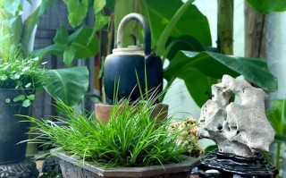 盆栽菖蒲用什么土栽培好？