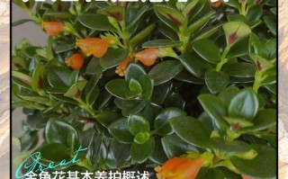 盆栽金鱼花有何实用价值？