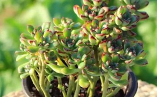 景天科最大多肉植物究竟有多震撼？