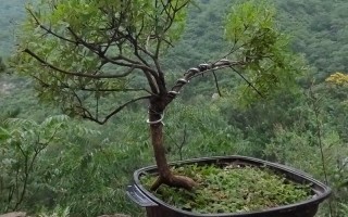 山上哪些植物适合做盆栽？