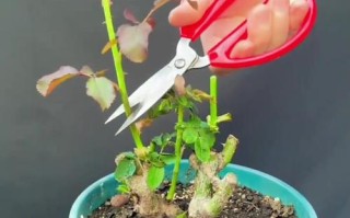 盆栽爬藤月季剪枝要怎么剪？