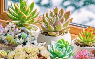 广东多肉冬天怎么安全过冬？