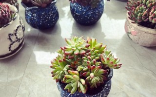 多肉花仙子的养殖方法