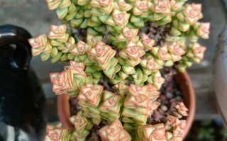 小米星多肉是什么颜色？