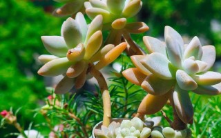 多肉花草到底需不需要阳光？