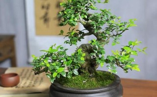 秋季修剪盆栽梅花可行吗？