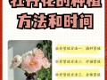 盆栽牡丹养护管理有何关键技巧？