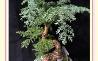 澳洲杉盆栽有何吉祥寓意？