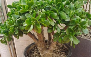 多肉种下浇水会死吗？