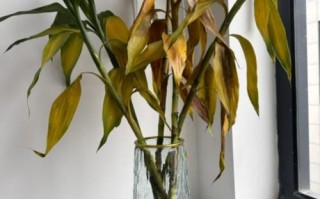 富贵竹叶子枯萎怎么办？