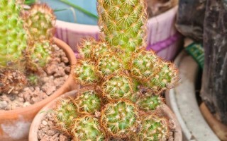 金冬季休眠吗？