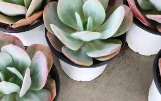 上海多肉植物基地地址在哪？